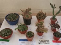 Plants Harrow show 2018